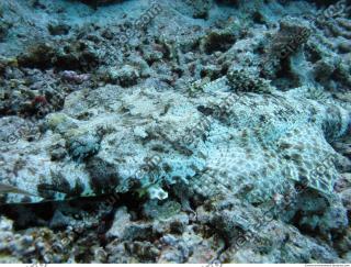 Crocodilefish Cymbacephalus beauforti 3